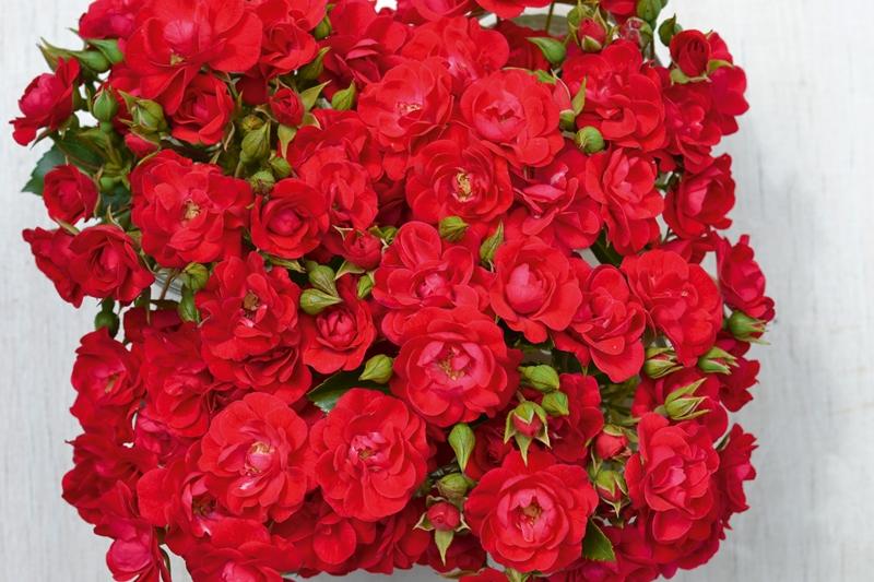 Rosa Landscape Flower Carpet Mini Cherry - View 11 from www redcrocus com