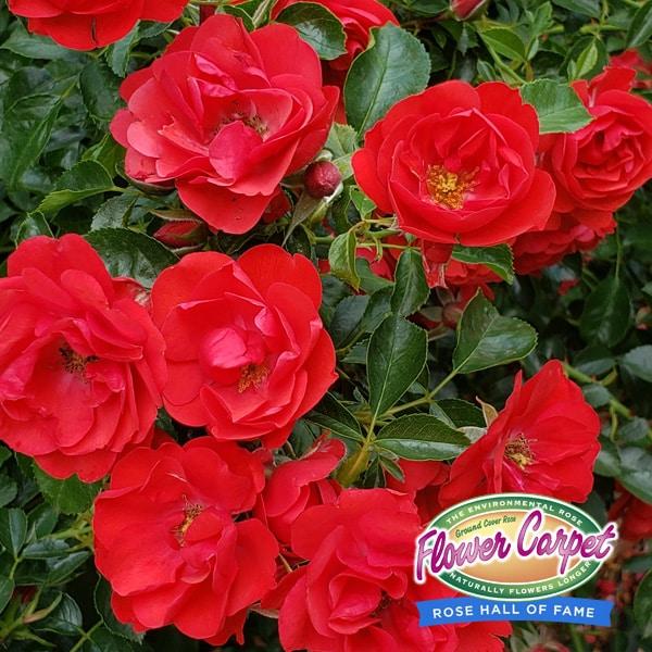 Rosa Landscape Flower Carpet Mini Cherry - View 12 from www redcrocus com