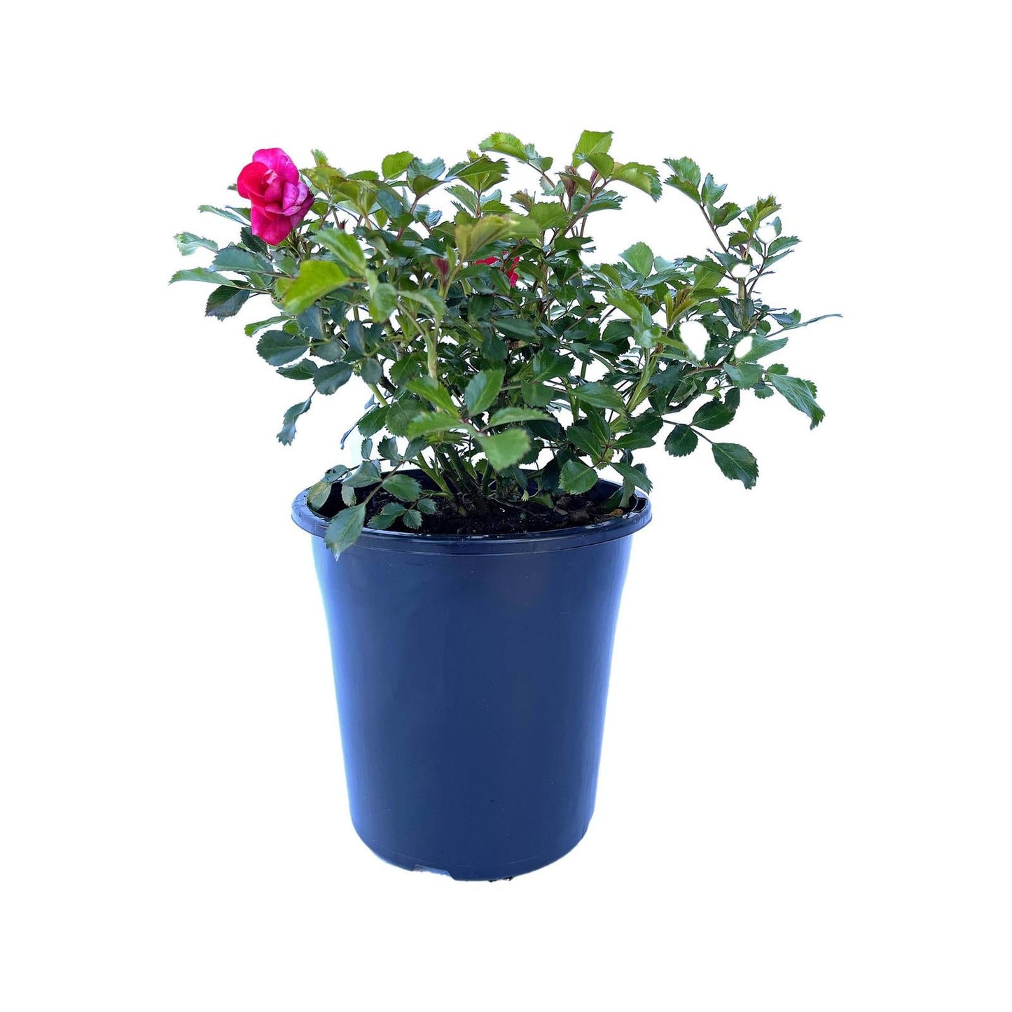 Rosa Landscape Flower Carpet Mini Cherry - View 13 from www redcrocus com