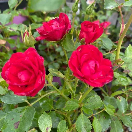 Rosa Landscape Flower Carpet Mini Cherry - View 14 from www redcrocus com