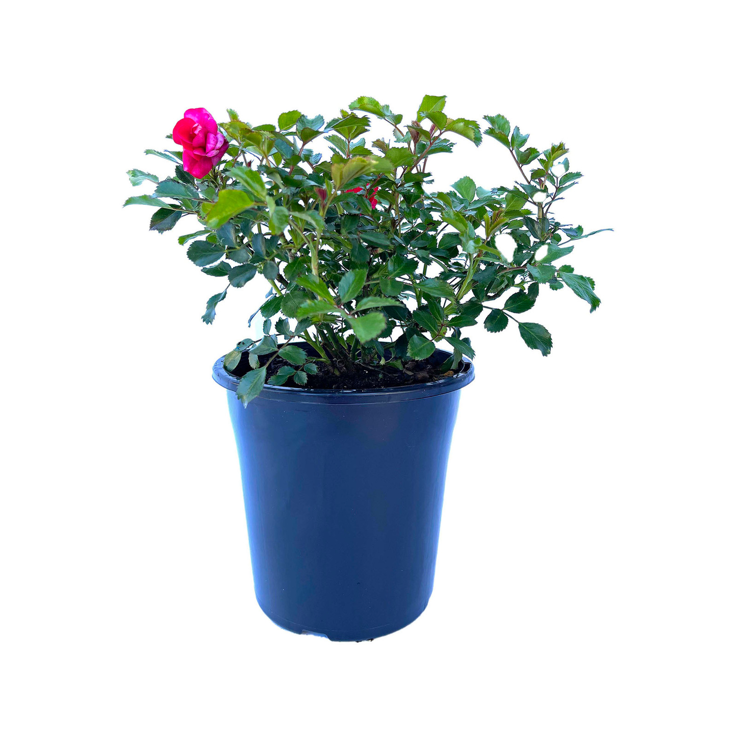 Rosa Landscape Flower Carpet Mini Cherry - View 14 from www redcrocus com