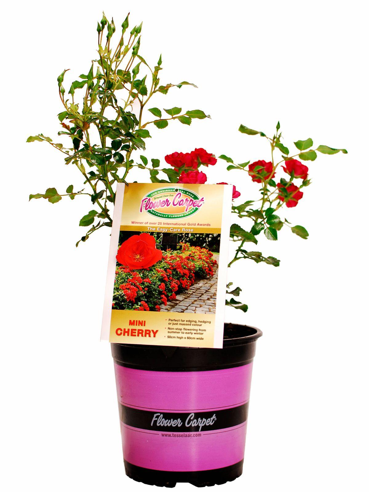 Rosa Landscape Flower Carpet Mini Cherry - View 15 from www redcrocus com