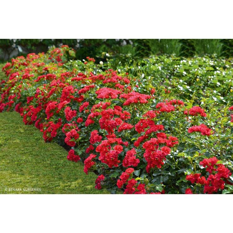 Rosa Landscape Flower Carpet Mini Cherry - View 17 from www redcrocus com