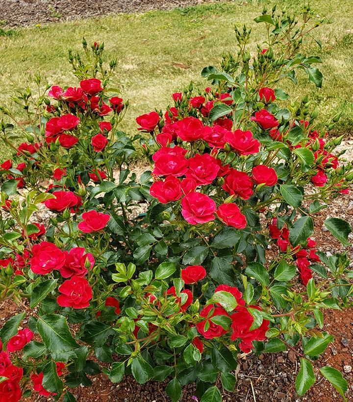 Rosa Landscape Flower Carpet Mini Cherry - View 1 from www redcrocus com