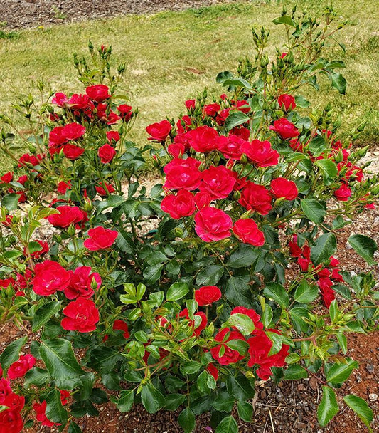 Rosa Landscape Flower Carpet Mini Cherry - View 1 from www redcrocus com