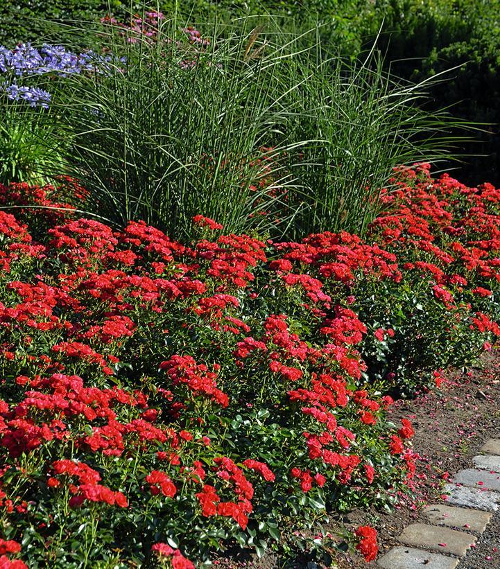 Rosa Landscape Flower Carpet Mini Cherry - View 2 from www redcrocus com