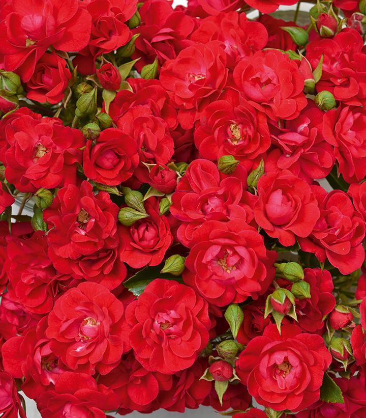 Rosa Landscape Flower Carpet Mini Cherry - View 3 from www redcrocus com