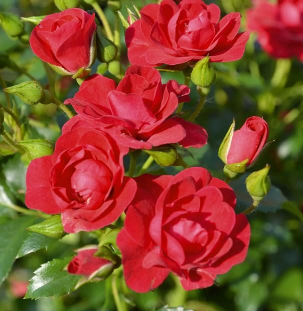 Rosa Landscape Flower Carpet Mini Cherry - View 6 from www redcrocus com