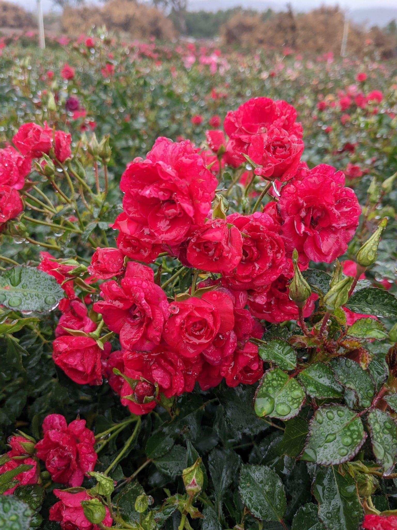 Rosa Landscape Flower Carpet Mini Cherry - View 7 from www redcrocus com