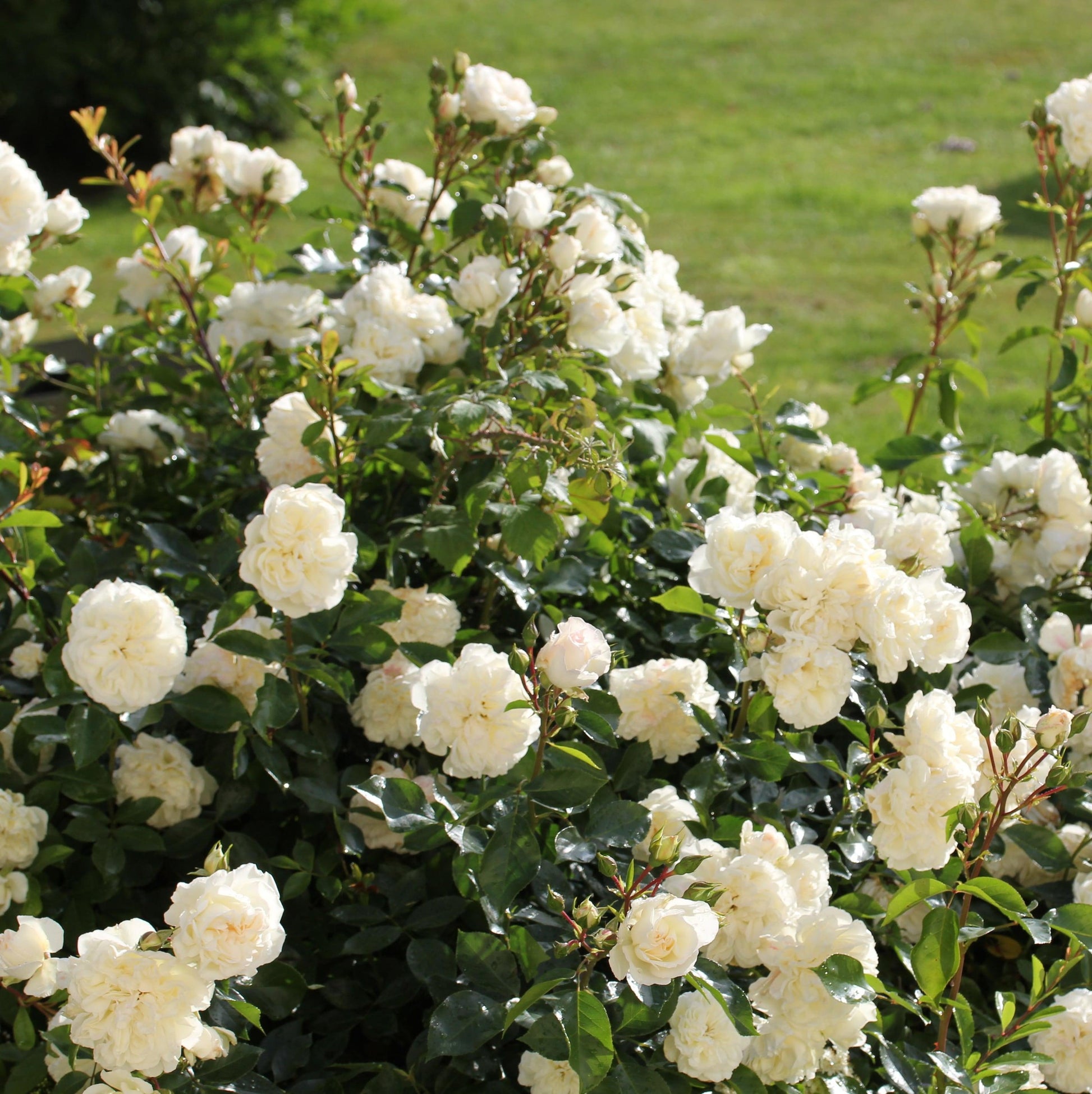 Rosa Landscape Flower Carpet Champagne - View 12 from www redcrocus com