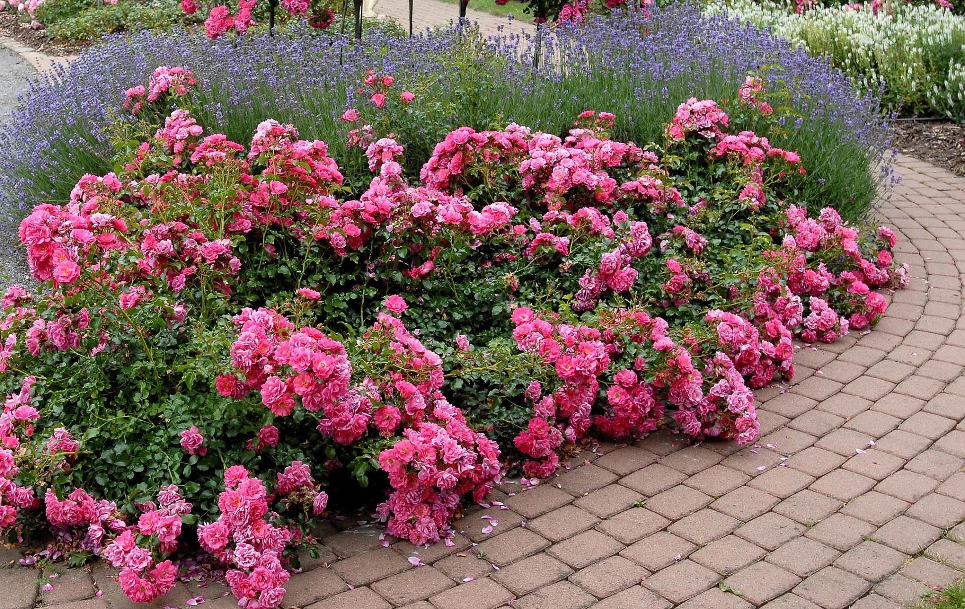 Rosa Landscape Flower Carpet Champagne - View 13 from www redcrocus com
