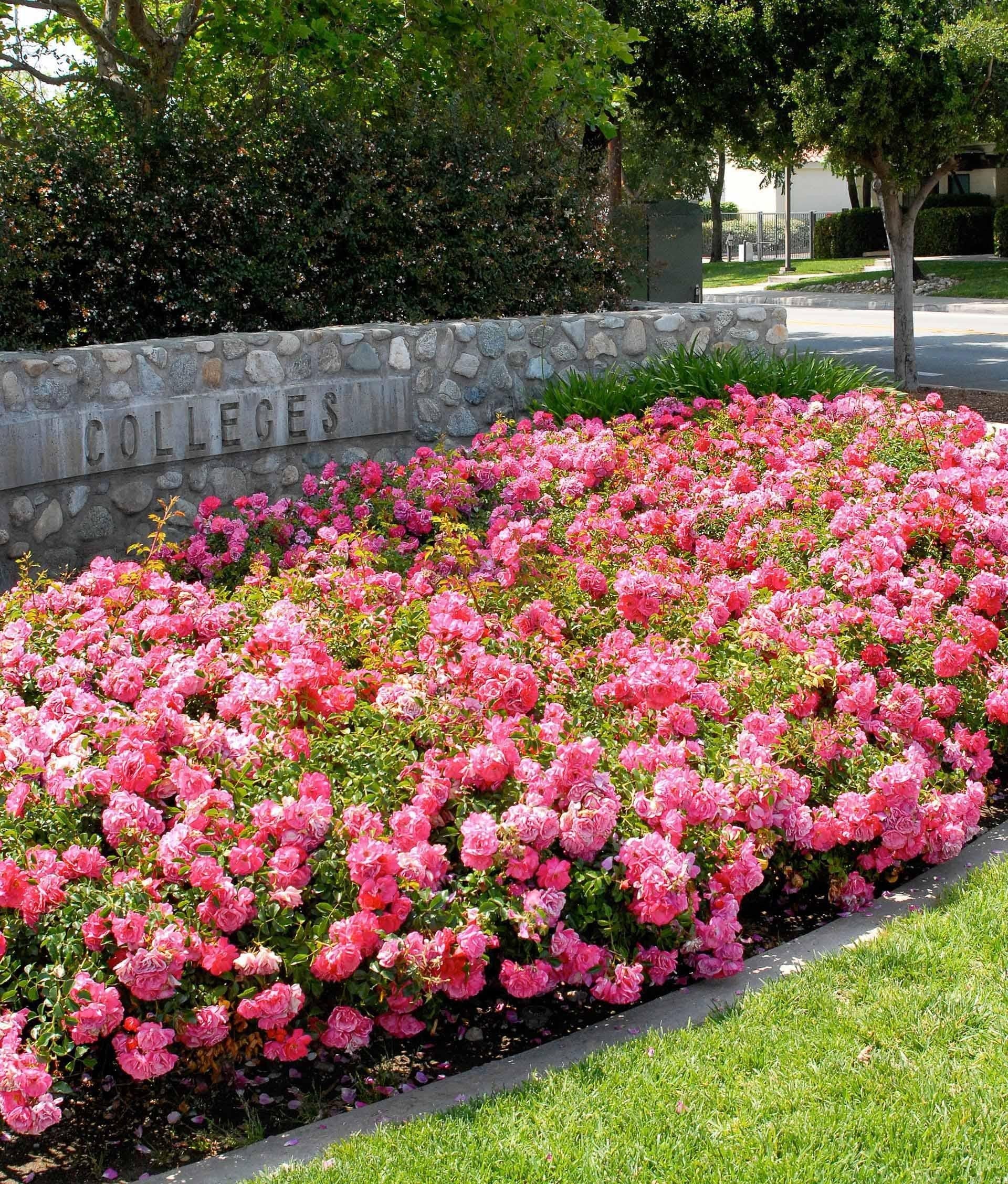 Rosa Landscape Flower Carpet Champagne - View 15 from www redcrocus com