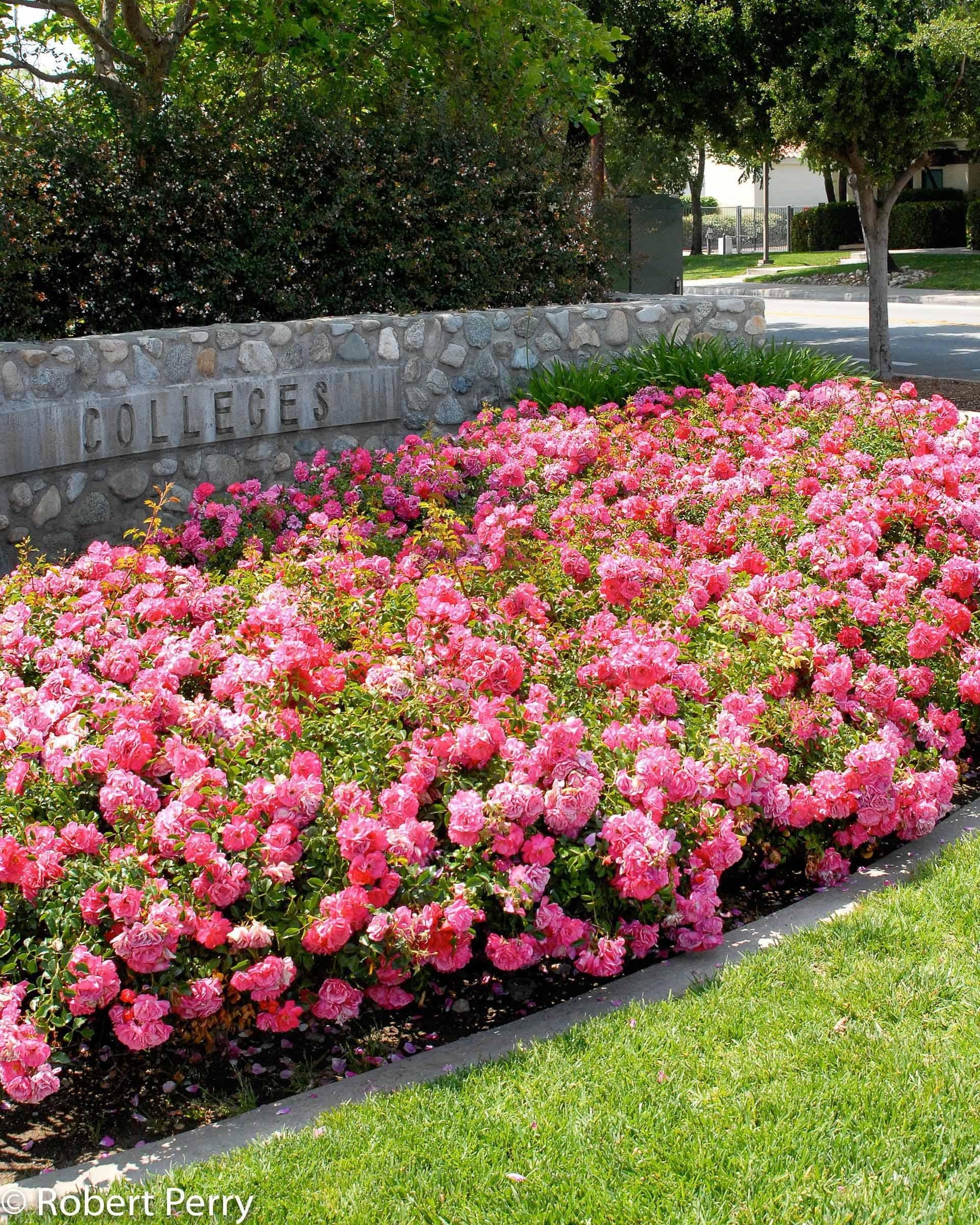 Rosa Landscape Flower Carpet Champagne - View 17 from www redcrocus com