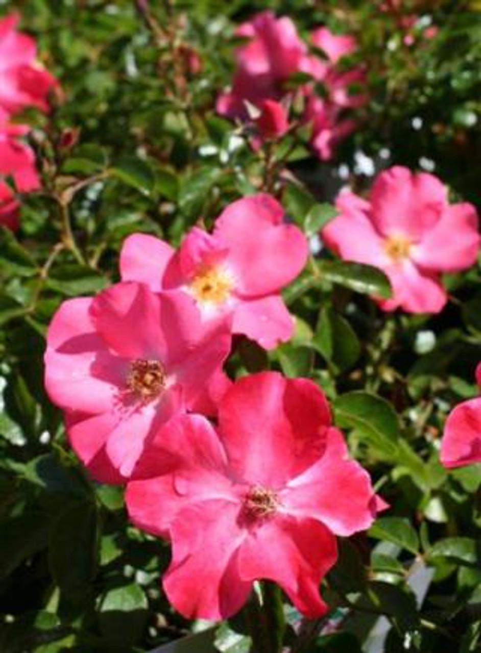 Rosa Landscape Flower Carpet Champagne - View 18 from www redcrocus com