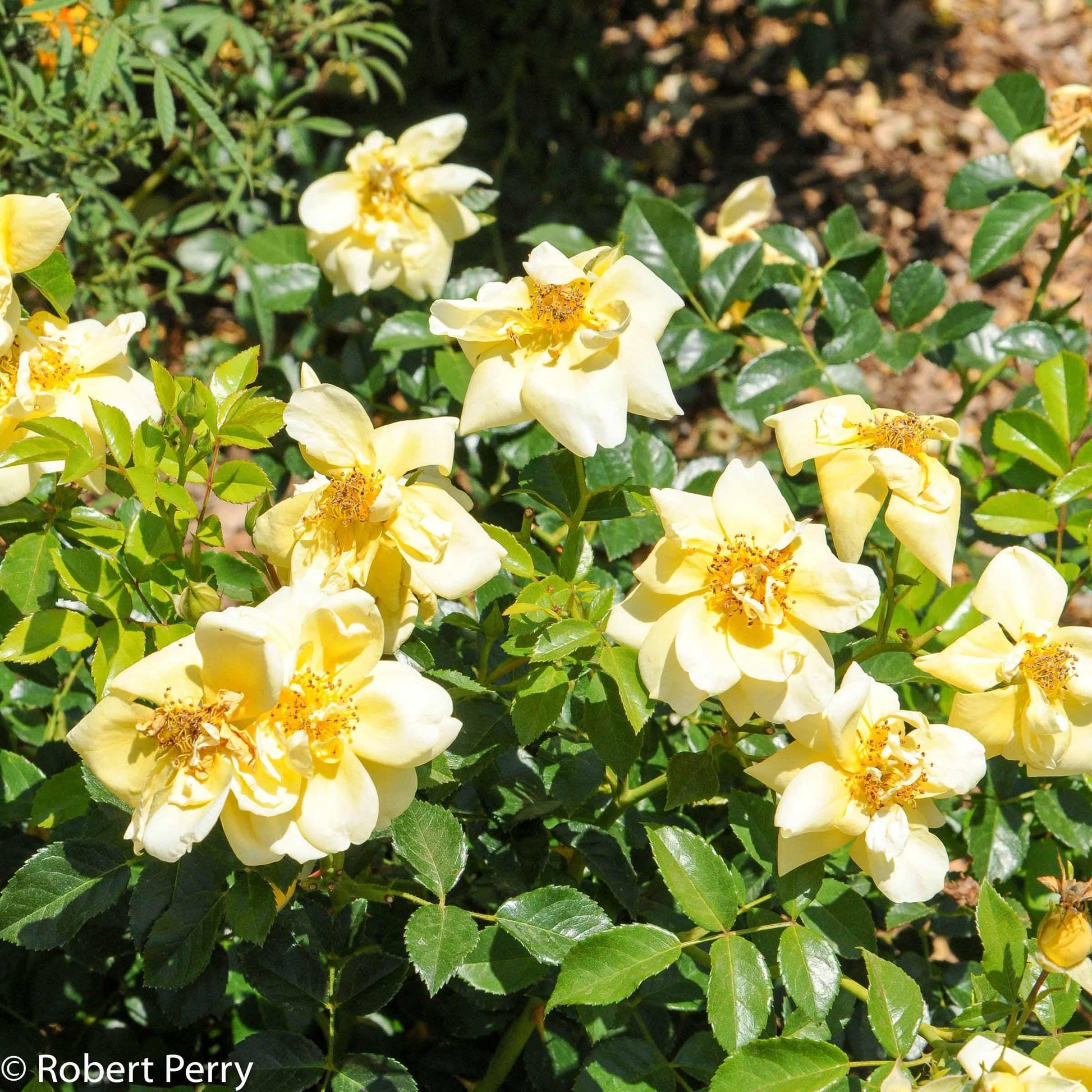 Rosa Landscape Flower Carpet Champagne - View 19 from www redcrocus com