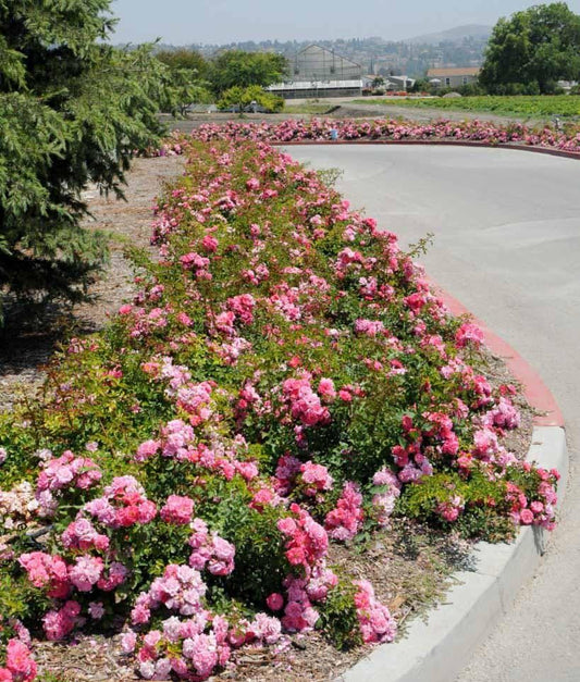 Rosa Landscape Flower Carpet Champagne - View 1 from www redcrocus com