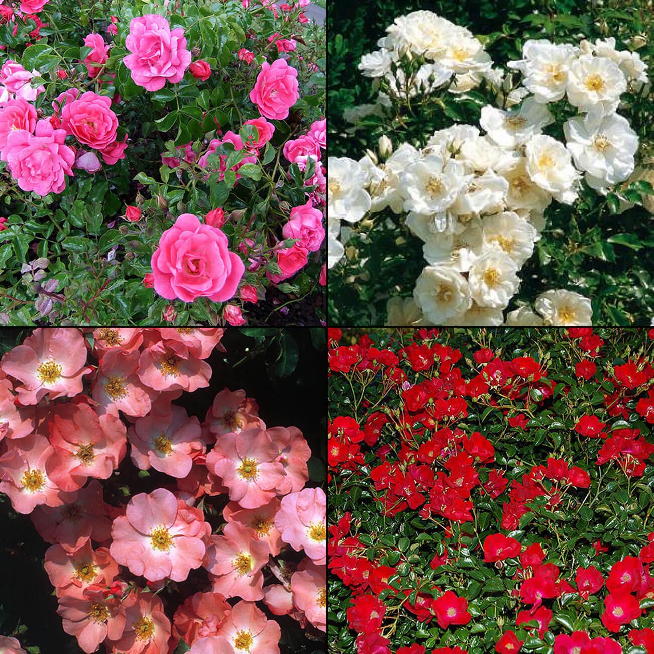 Rosa Landscape Flower Carpet Champagne - View 2 from www redcrocus com