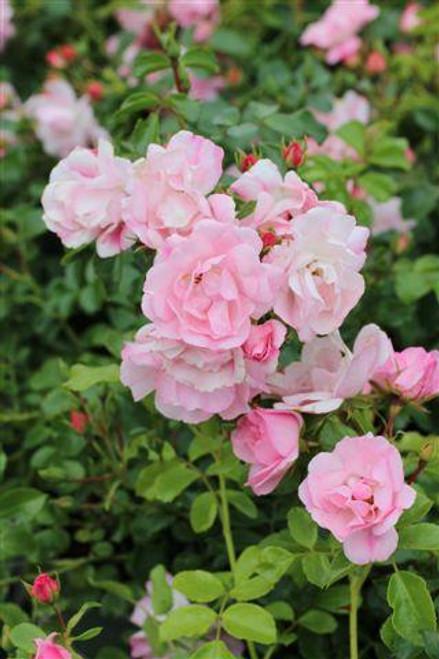 Rosa Landscape Flower Carpet Champagne - View 3 from www redcrocus com