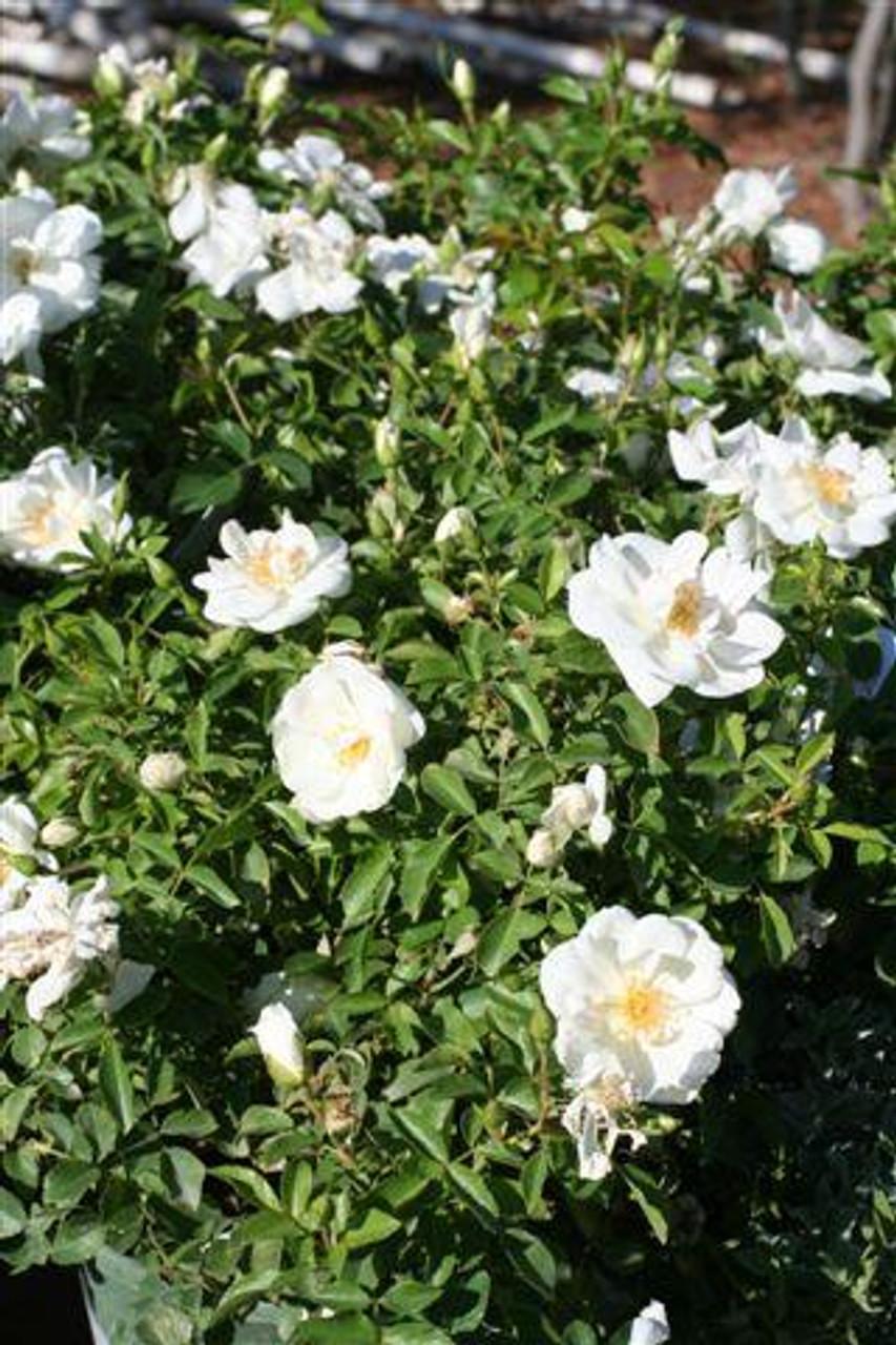 Rosa Landscape Flower Carpet Champagne - View 5 from www redcrocus com