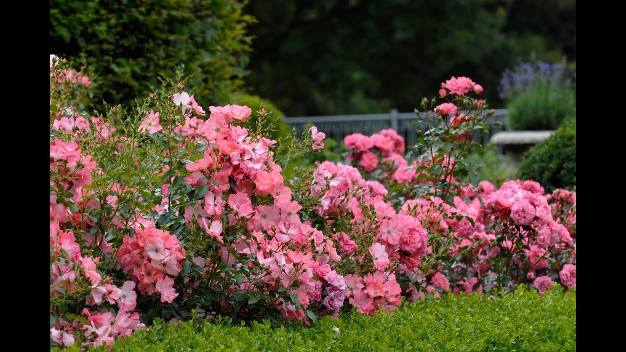 Rosa Landscape Flower Carpet Champagne - View 7 from www redcrocus com