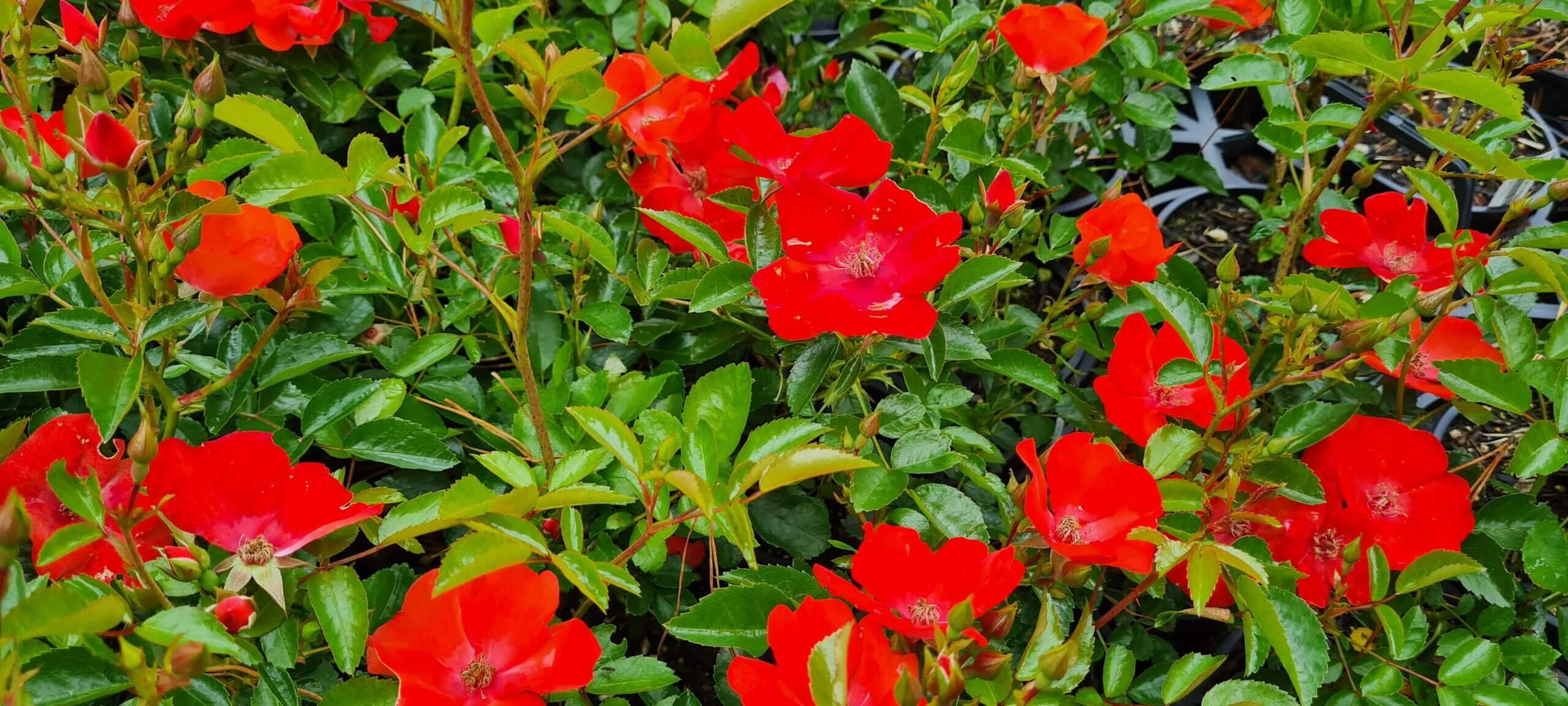 Rosa Landscape Flower Carpet Orange - View 1 from www redcrocus com
