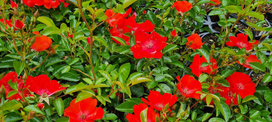Rosa Landscape Flower Carpet Orange - View 1 from www redcrocus com