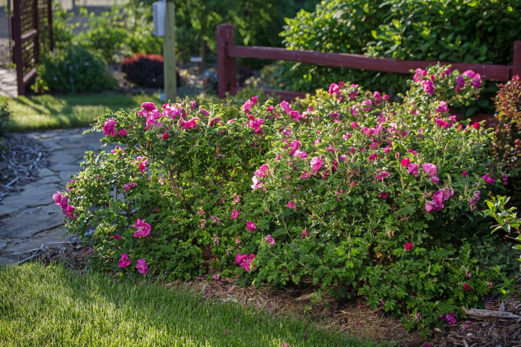 Rosa, Landscape 'lotty's Love' - View 13 from www redcrocus com