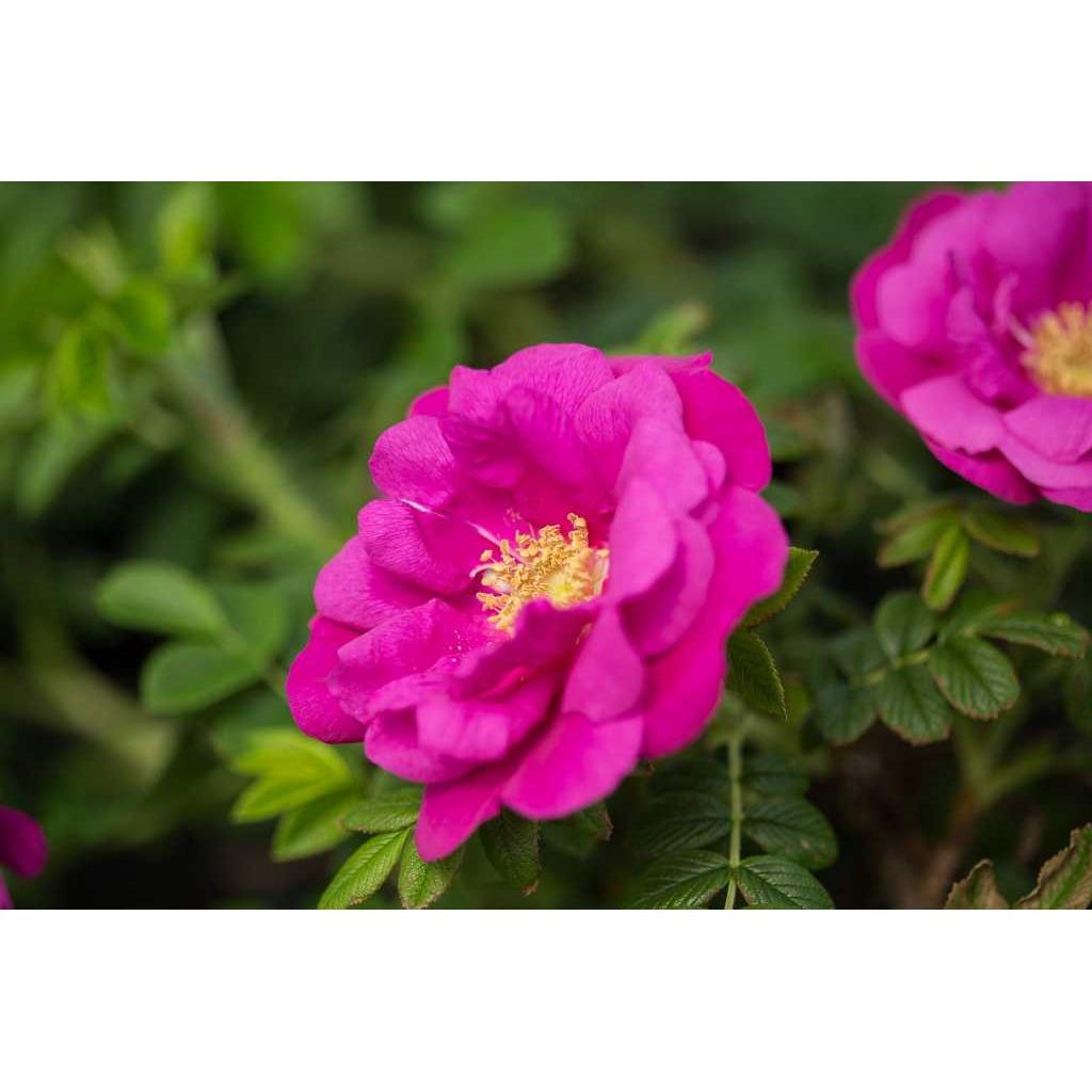 Rosa, Landscape 'lotty's Love' - View 4 from www redcrocus com