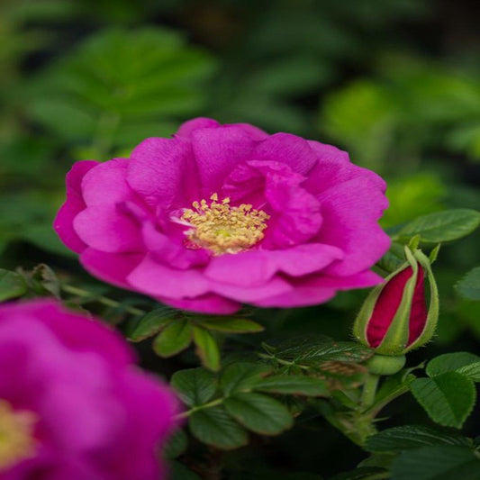 Rosa Landscape Lotty S Love - View 1 from www redcrocus com
