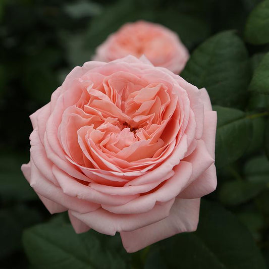 Rosa, Hybrid Tea 'martha Stewart' - View 1 from www redcrocus com