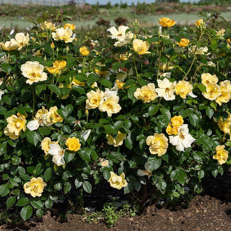 Rosa, Landscape 'easy Bee Zy Knock Out' - View 14 from www redcrocus com