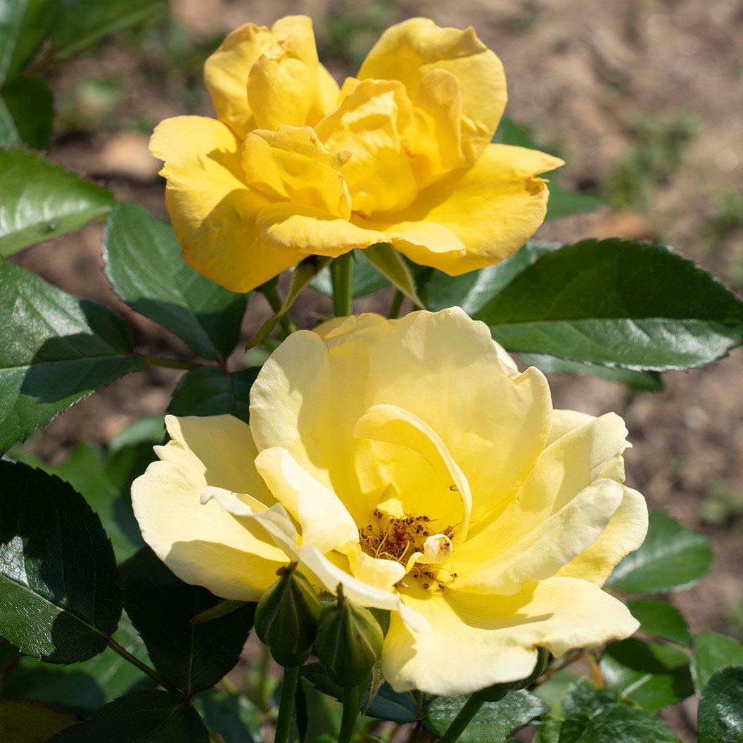 Rosa, Landscape 'easy Bee Zy Knock Out' - View 15 from www redcrocus com