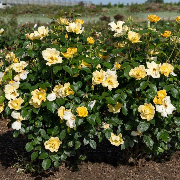 Rosa, Landscape 'easy Bee Zy Knock Out' - View 17 from www redcrocus com