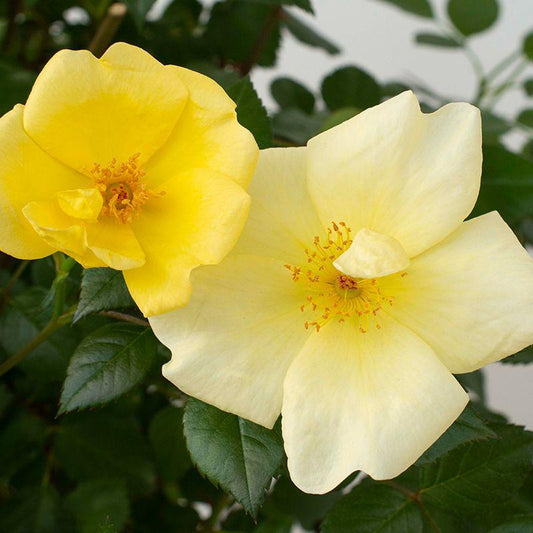 Rosa, Landscape 'easy Bee Zy Knock Out' - View 1 from www redcrocus com