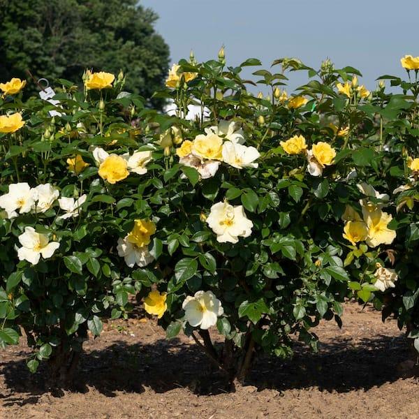Rosa, Landscape 'easy Bee Zy Knock Out' - View 22 from www redcrocus com