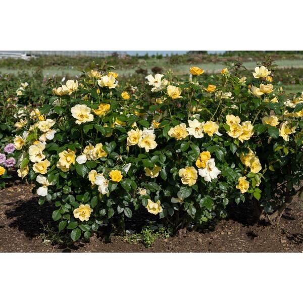 Rosa, Landscape 'easy Bee Zy Knock Out' - View 23 from www redcrocus com