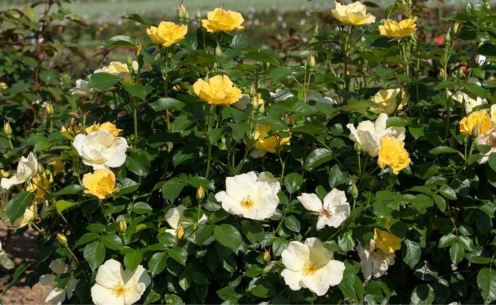 Rosa, Landscape 'easy Bee Zy Knock Out' - View 29 from www redcrocus com
