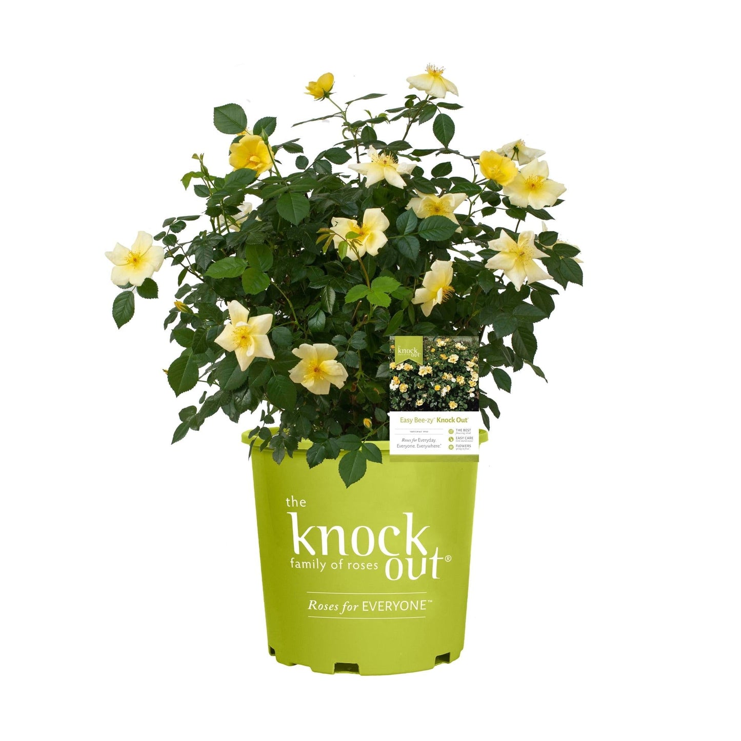 Rosa, Landscape 'easy Bee Zy Knock Out' - View 31 from www redcrocus com