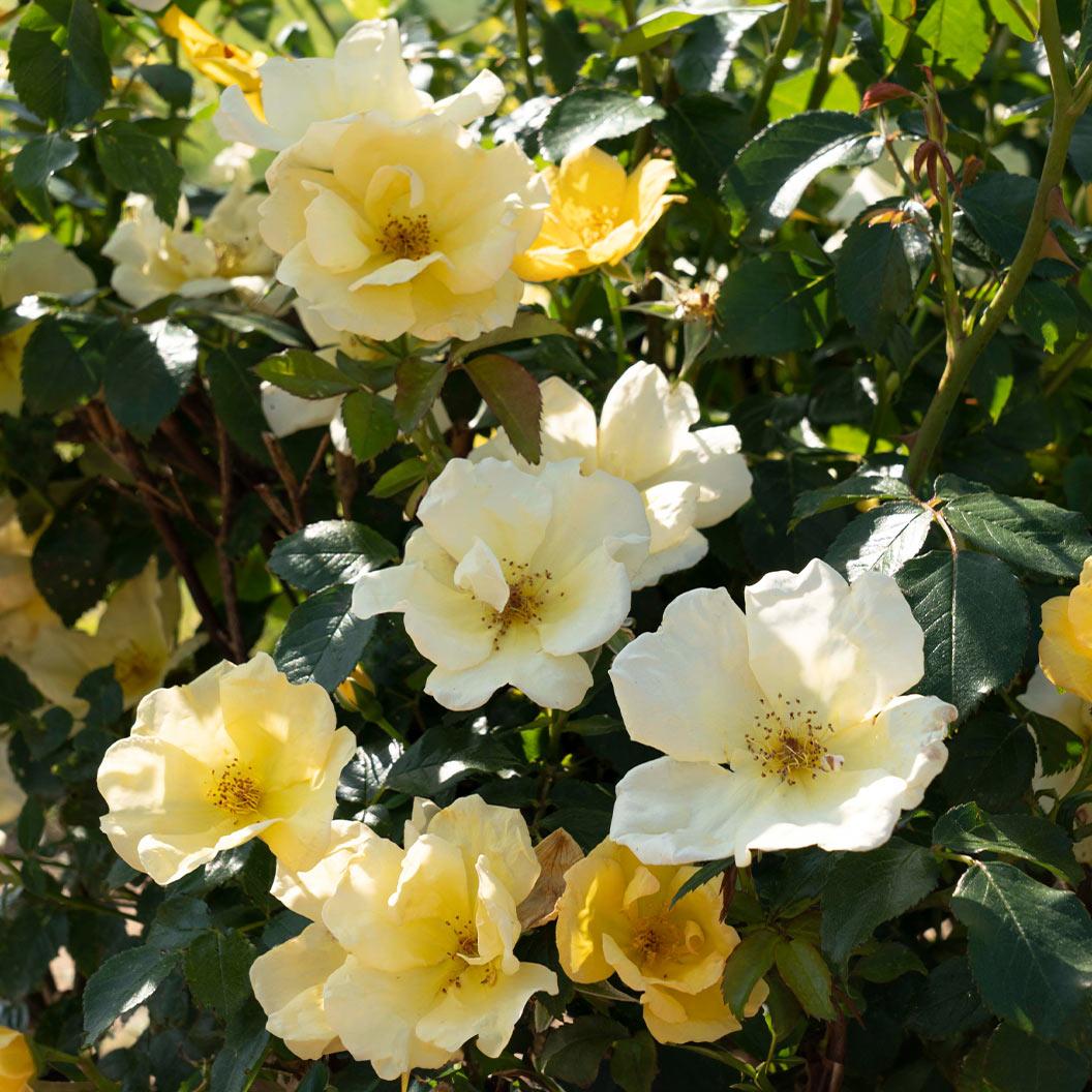 Rosa, Landscape 'easy Bee Zy Knock Out' - View 32 from www redcrocus com