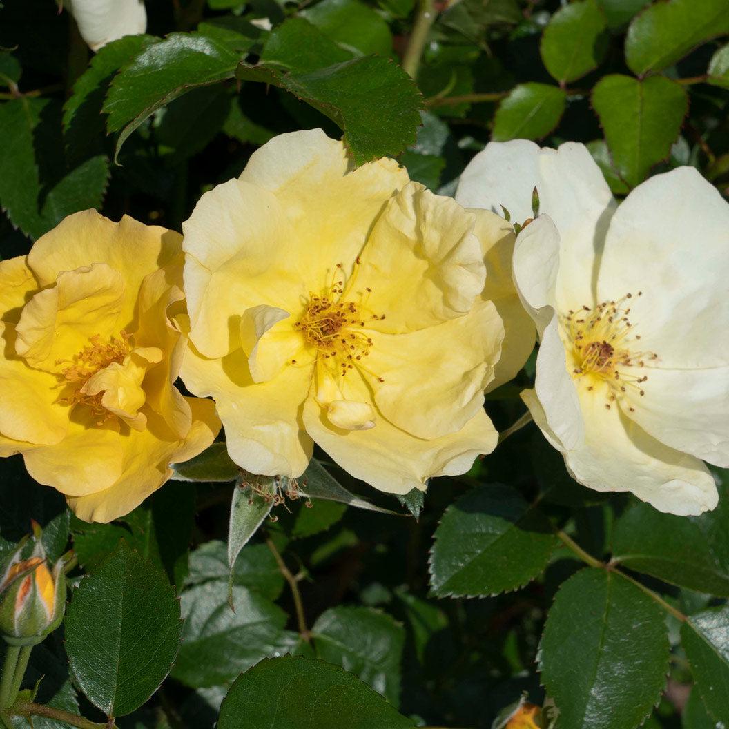 Rosa, Landscape 'easy Bee Zy Knock Out' - View 33 from www redcrocus com