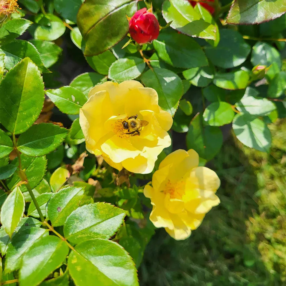 Rosa, Landscape 'easy Bee Zy Knock Out' - View 36 from www redcrocus com