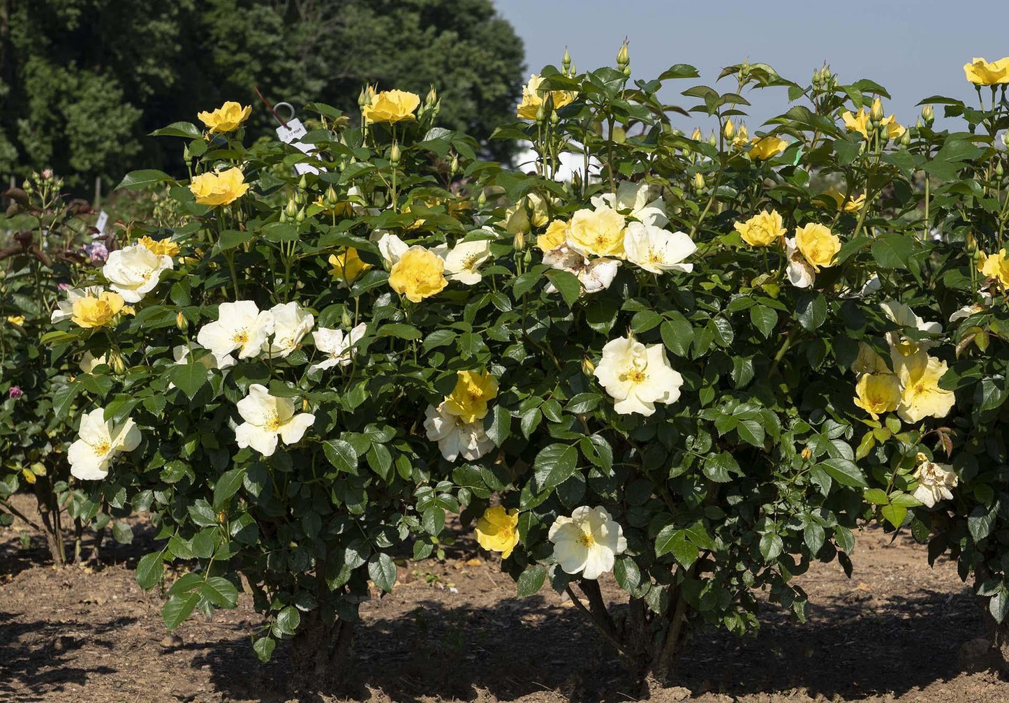 Rosa, Landscape 'easy Bee Zy Knock Out' - View 3 from www redcrocus com