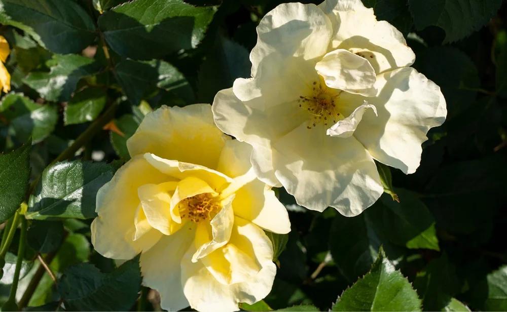 Rosa, Landscape 'easy Bee Zy Knock Out' - View 5 from www redcrocus com