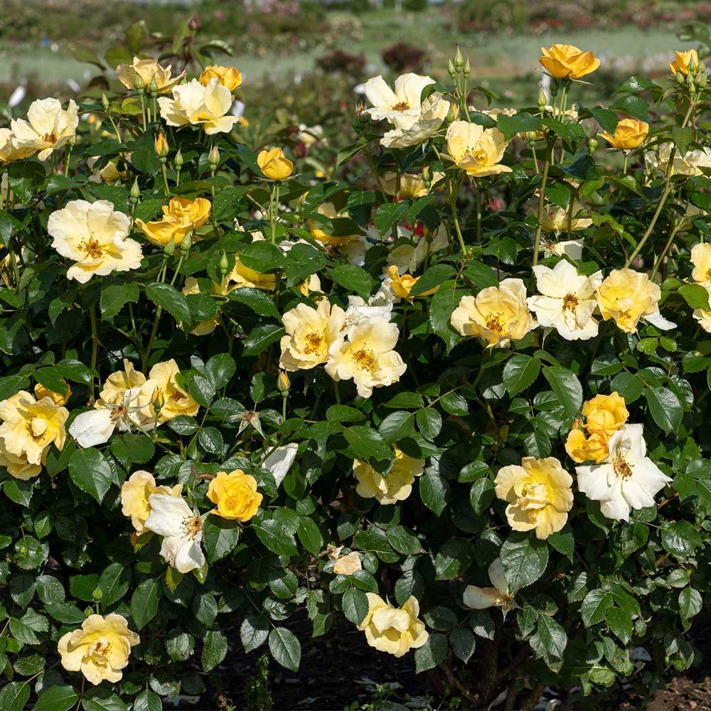 Rosa, Landscape 'easy Bee Zy Knock Out' - View 6 from www redcrocus com