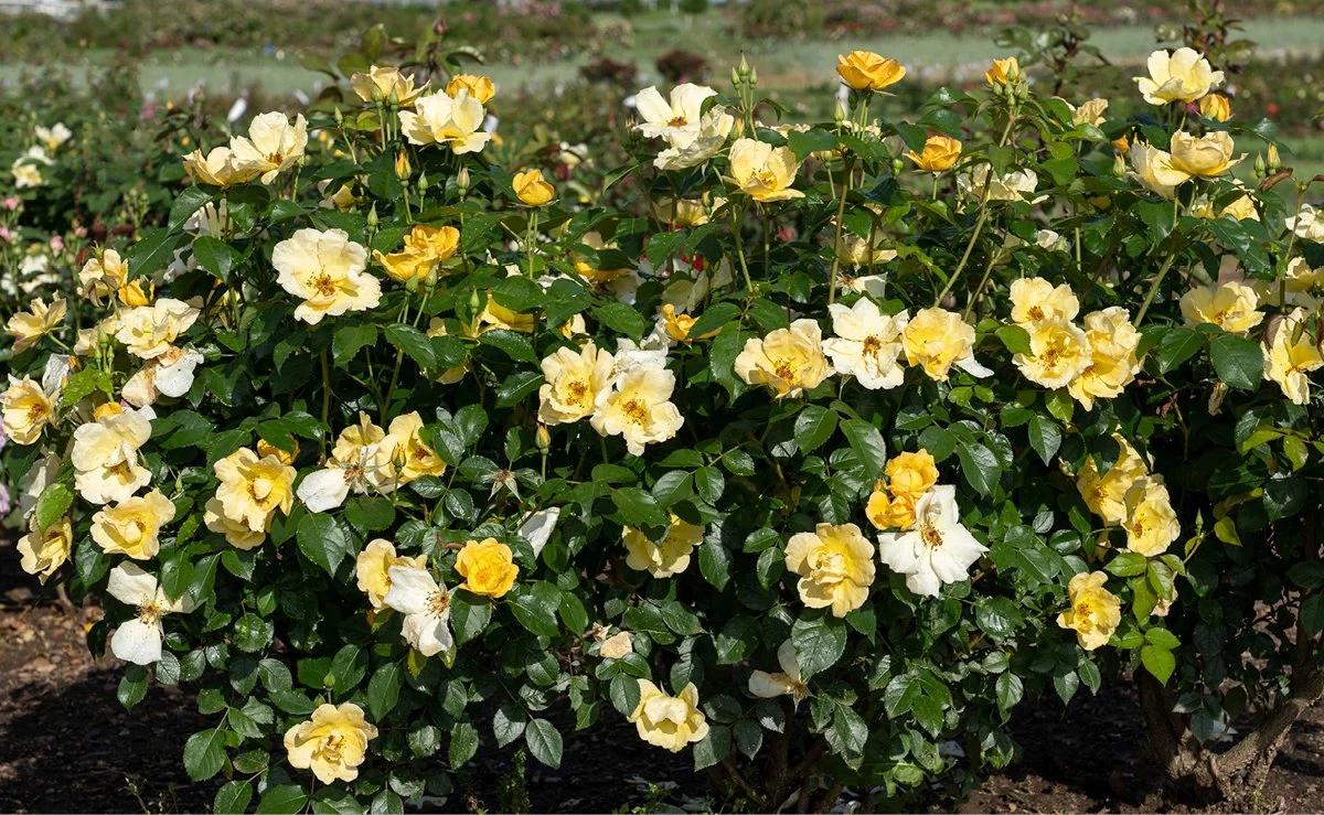 Rosa, Landscape 'easy Bee Zy Knock Out' - View 7 from www redcrocus com