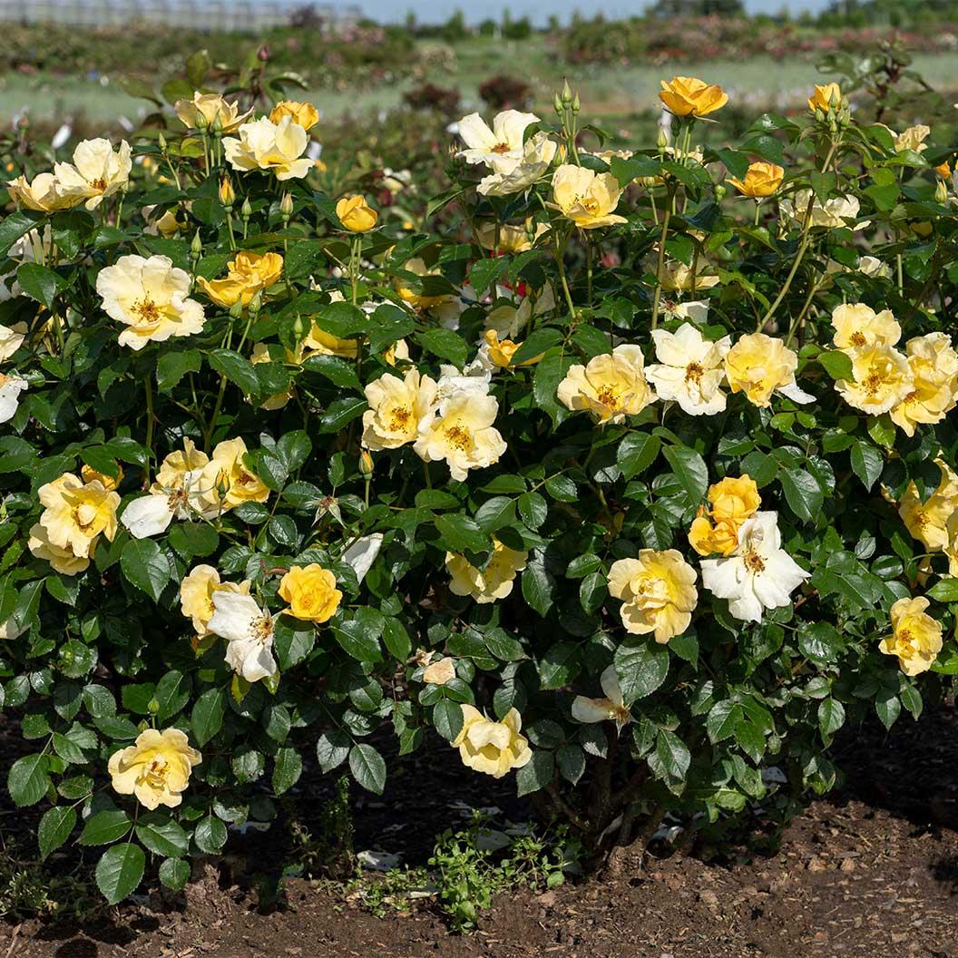 Rosa, Landscape 'easy Bee Zy Knock Out' - View 8 from www redcrocus com