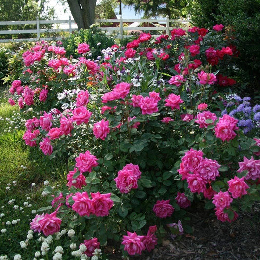 Rosa, Landscape 'pink Knock Out' - View 13 from www redcrocus com