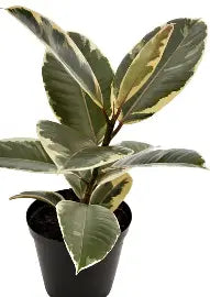 RedCrocus Ficus Teneke Tricolor | Variegated Indoor Evergreen Plant | Pet & Child Safety | Easy Care for Home & Office | Foliage 8" Pot