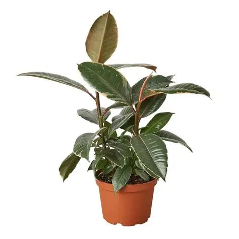 RedCrocus Ficus Teneke Tricolor | Variegated Indoor Evergreen Plant | Pet & Child Safety | Easy Care for Home & Office | Foliage 8" Pot