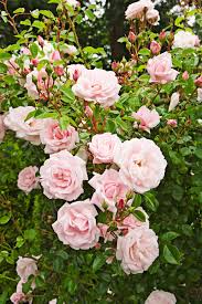 Rosa, Climbing 'New Dawn' Trellis–Fragrant Blooms  20 Gallon